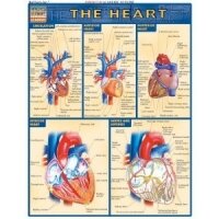 Diagrama del Corazón